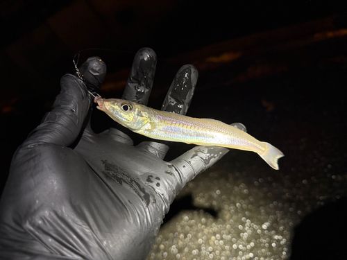 シロギスの釣果