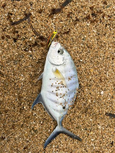 クロヒラアジの釣果
