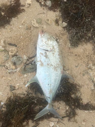 オニヒラアジの釣果