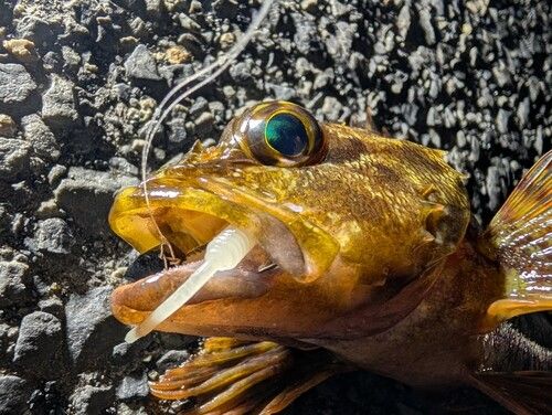 アラカブの釣果