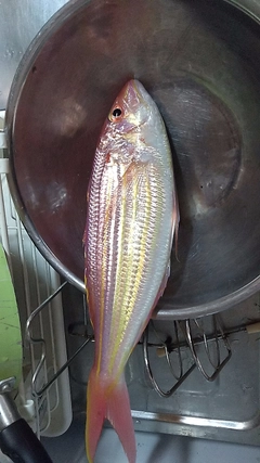 イトヨリダイの釣果