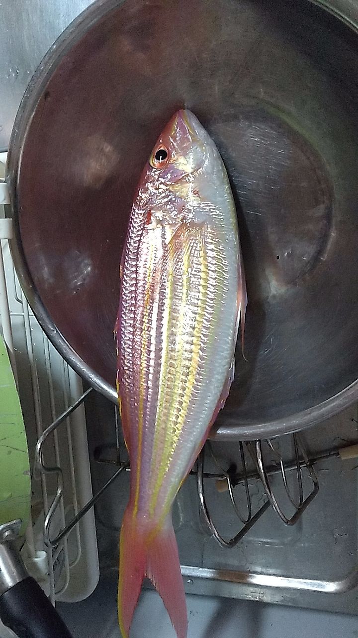 たべぞうさんの釣果 1枚目の画像