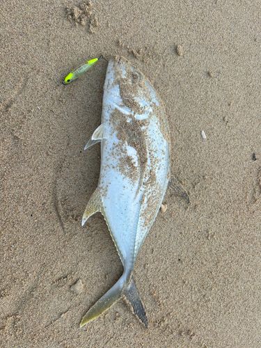 オニヒラアジの釣果