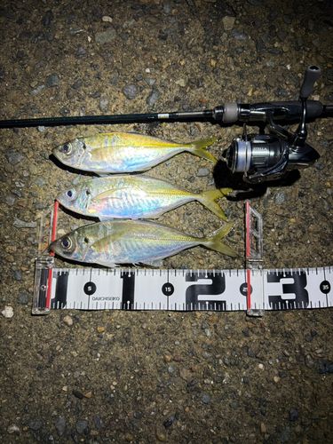 アジの釣果