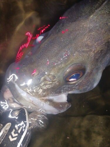 シーバスの釣果