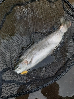 ニジマスの釣果