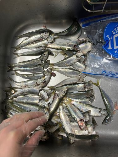 イワシの釣果