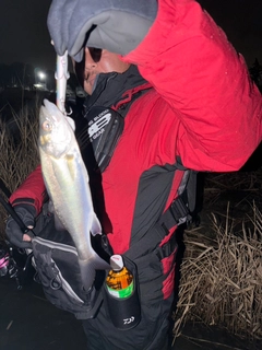 セイゴ（マルスズキ）の釣果