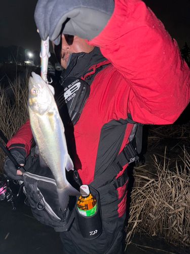 セイゴ（マルスズキ）の釣果