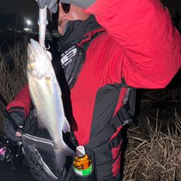 セイゴ（マルスズキ）