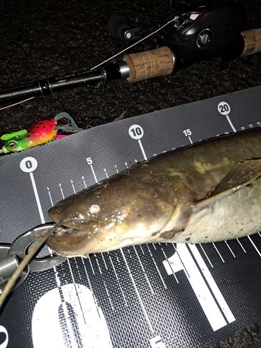 ナマズの釣果