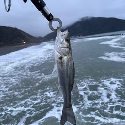 セイゴ（マルスズキ）