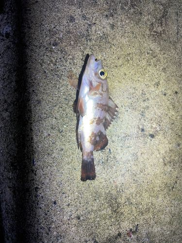 金沢水際線緑地（福浦岸壁）