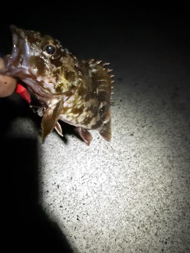 常滑りんくう釣り護岸