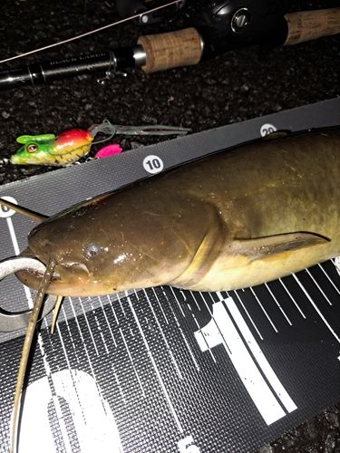 ナマズの釣果