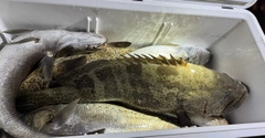 チャイロマルハタの釣果