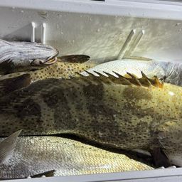 チャイロマルハタ