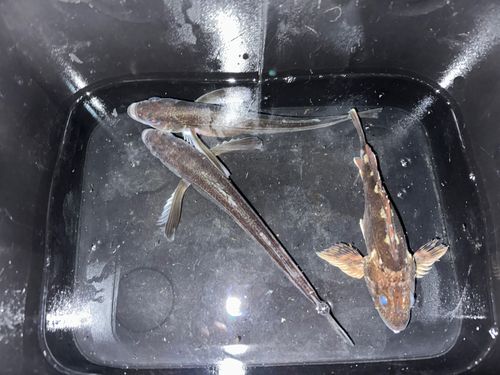 ハタハタの釣果