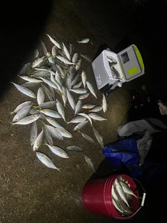 マアジの釣果