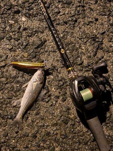 セイゴ（マルスズキ）の釣果