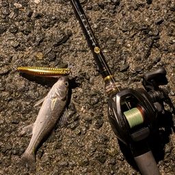 セイゴ（マルスズキ）