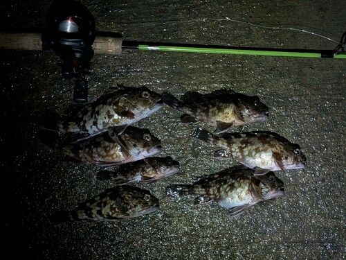 カサゴの釣果