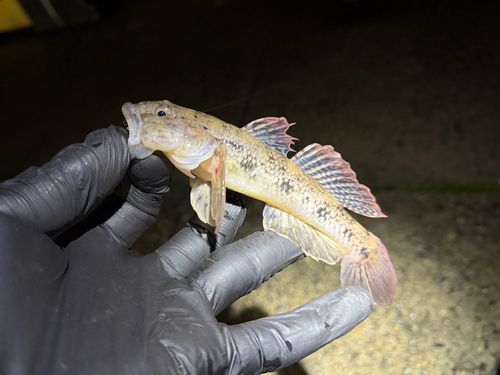 ウロハゼの釣果