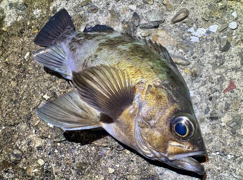 クロメバルの釣果