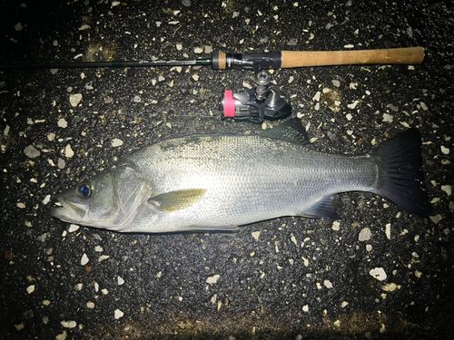 ヒラスズキの釣果