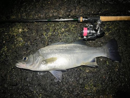 ヒラスズキの釣果