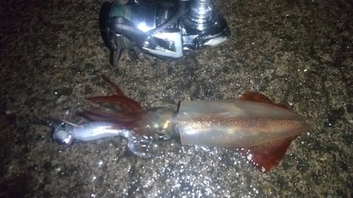 ケンサキイカの釣果