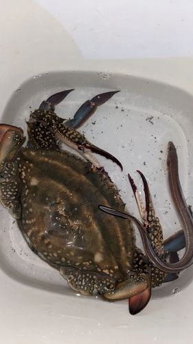 マアナゴの釣果