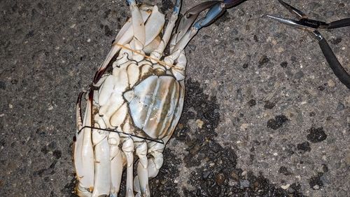 ワタリガニの釣果