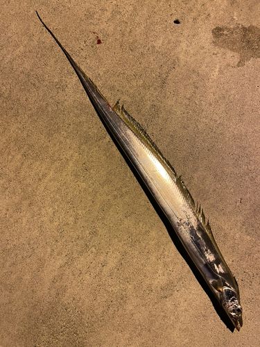 タチウオの釣果