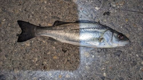 セイゴ（タイリクスズキ）の釣果