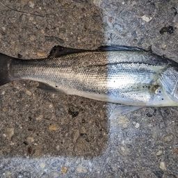 セイゴ（タイリクスズキ）