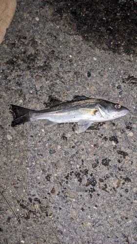 セイゴ（タイリクスズキ）の釣果