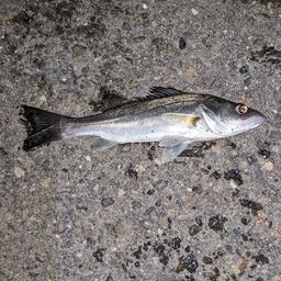 セイゴ（タイリクスズキ）