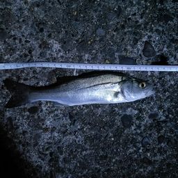 セイゴ（マルスズキ）