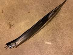 タチウオの釣果