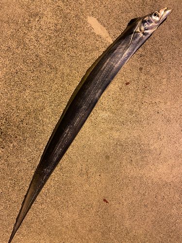 タチウオの釣果