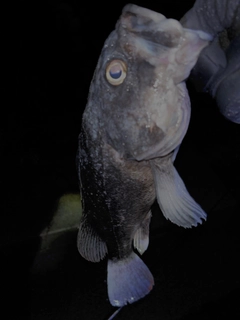 クロソイの釣果