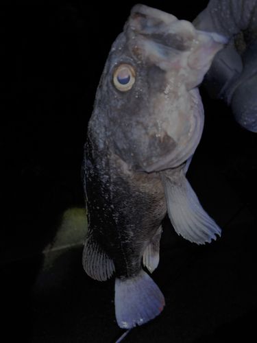 クロソイの釣果