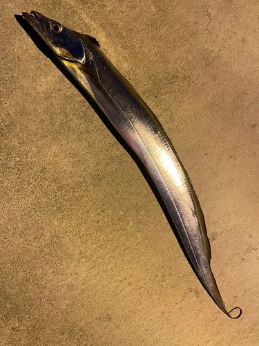 タチウオの釣果