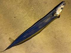 タチウオの釣果