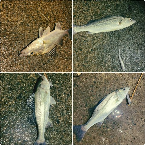 シーバスの釣果