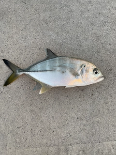 メッキの釣果