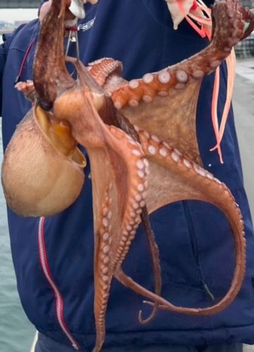 タコの釣果