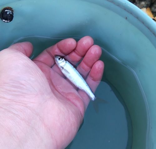 オイカワの釣果