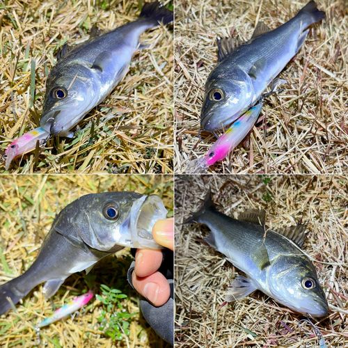 セイゴ（マルスズキ）の釣果